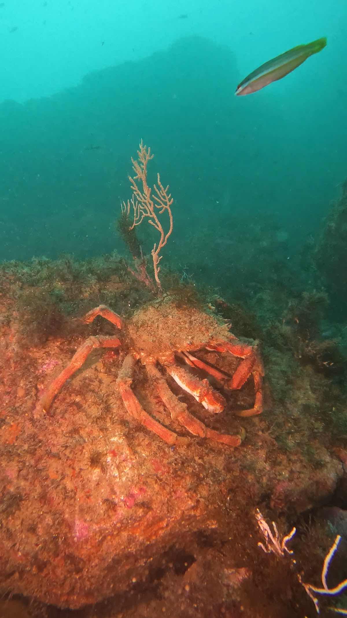 Diver's Cove photo 3