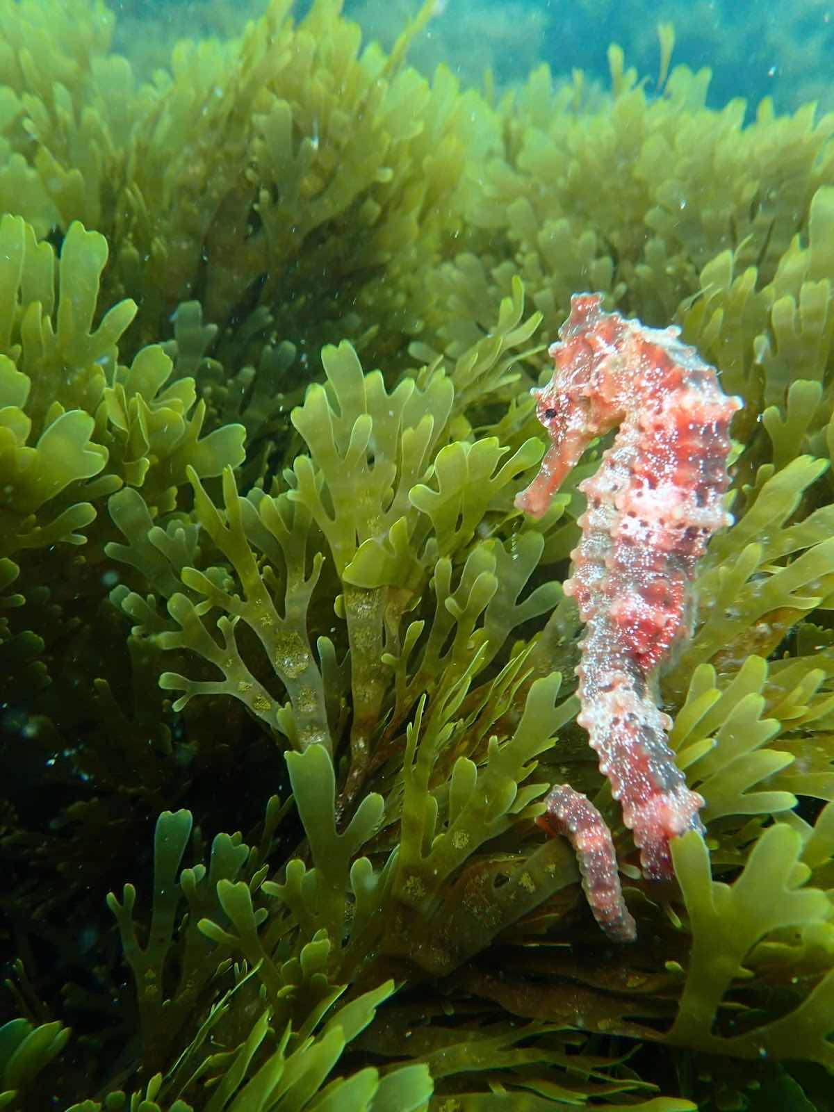 Diver's Cove photo 5