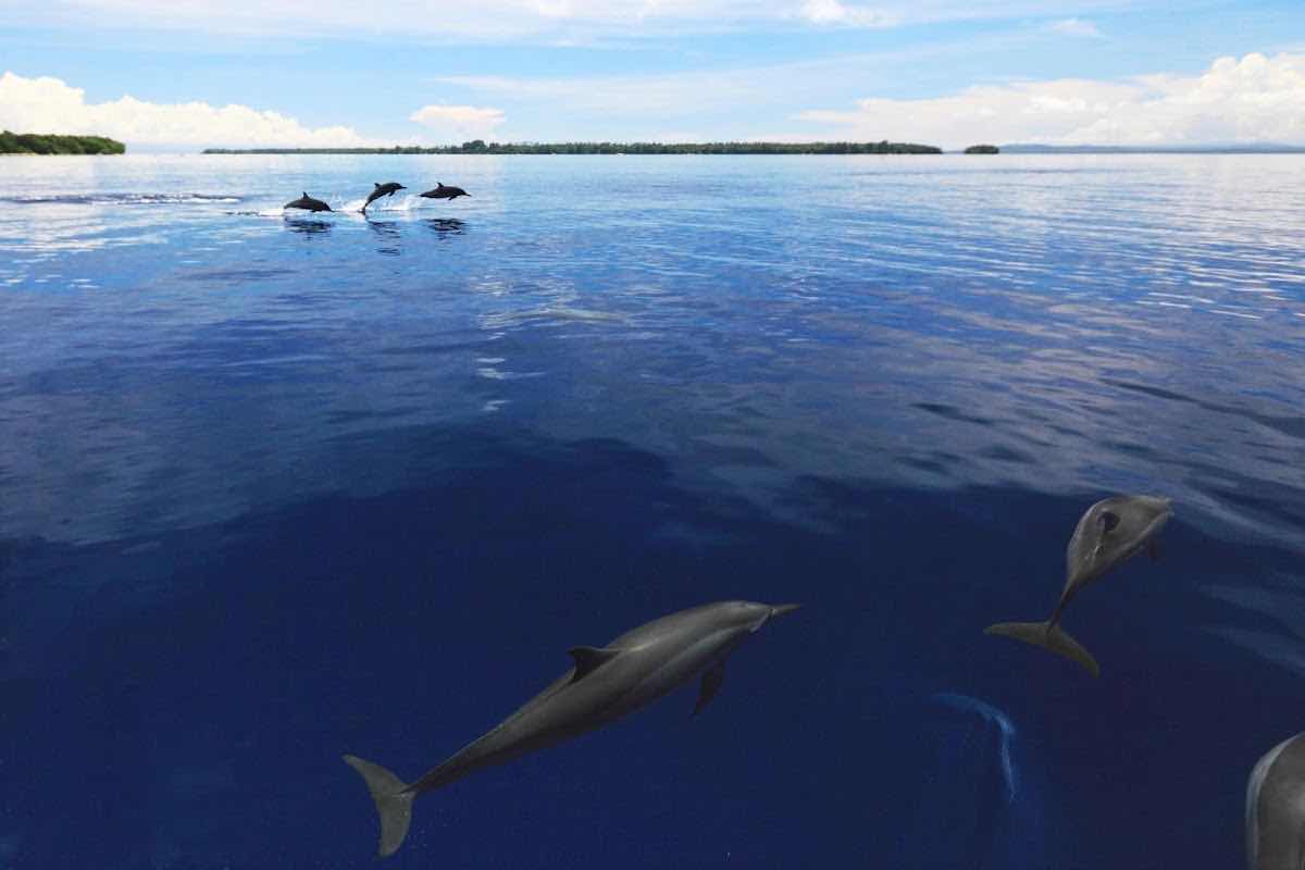 Niugini Dive and Tours photo 3