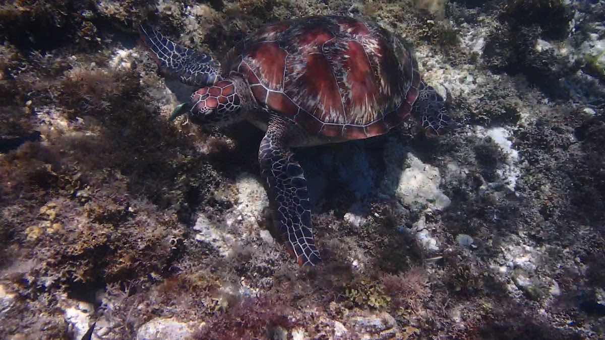 Apo Island photo 3