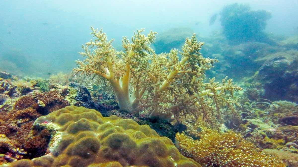 Apo Island photo 4