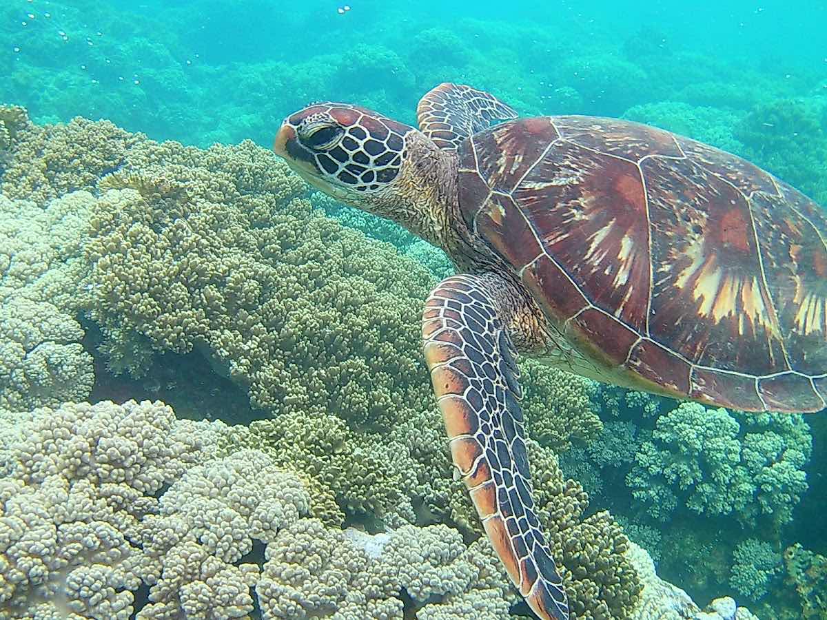 Apo Island photo 9
