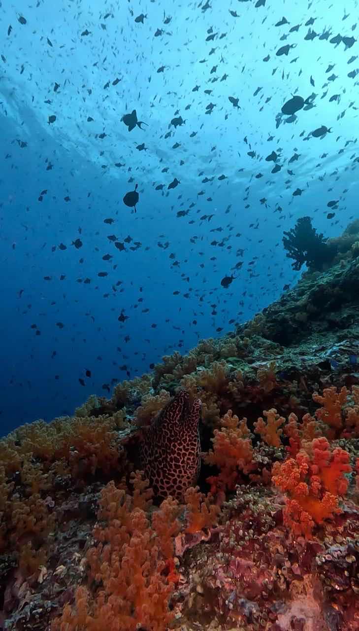 Banda Ocean Divers photo 6