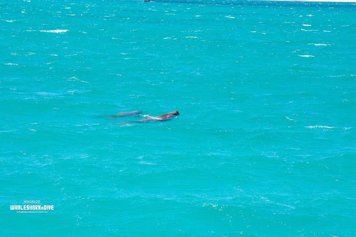 Ningaloo Whaleshark-N-Dive photo 3