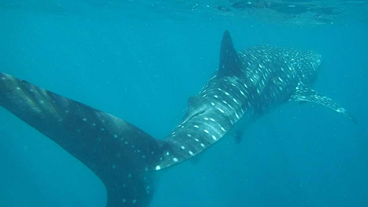 Ningaloo Whaleshark-N-Dive photo 4
