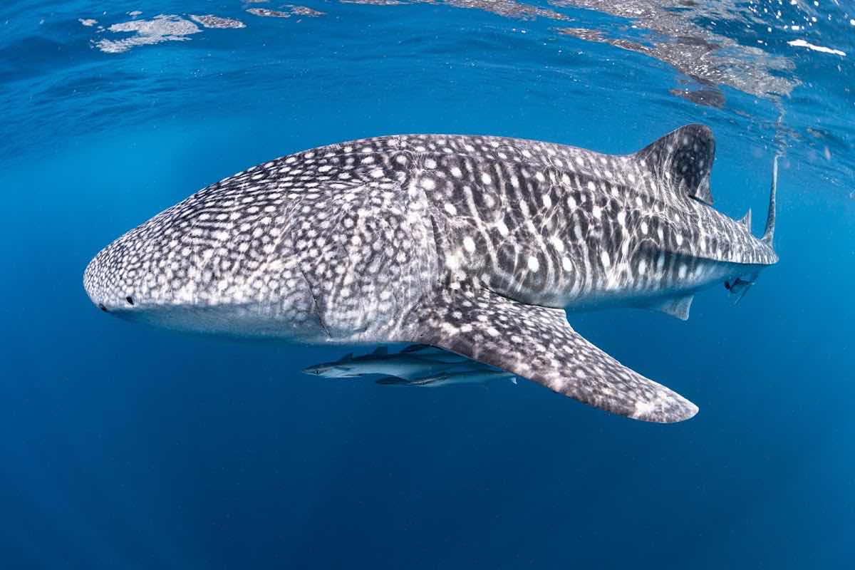 Ningaloo Whaleshark-N-Dive photo 5