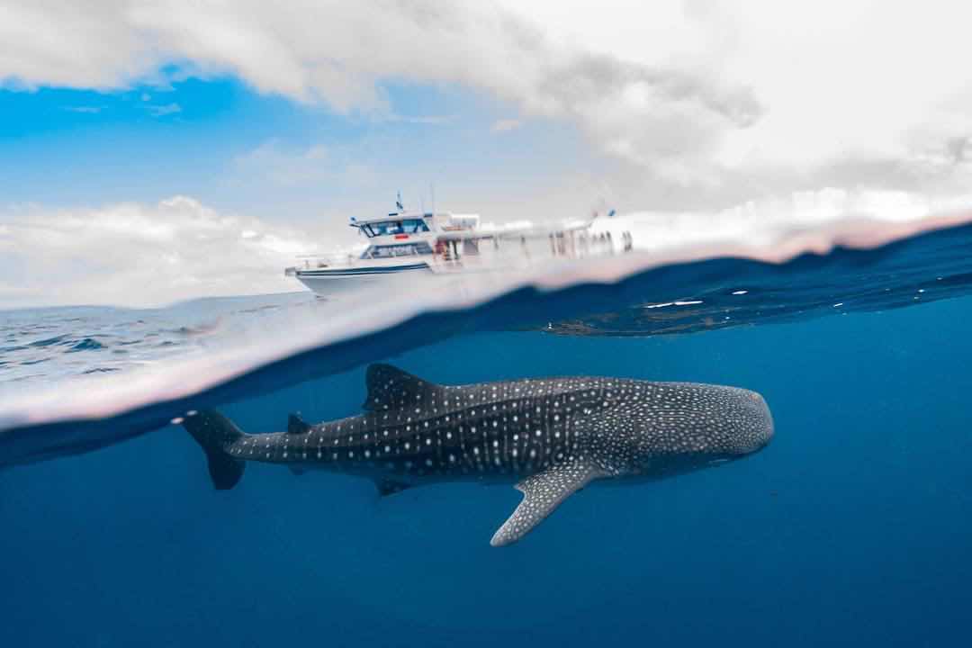 Ningaloo Whaleshark-N-Dive photo 6