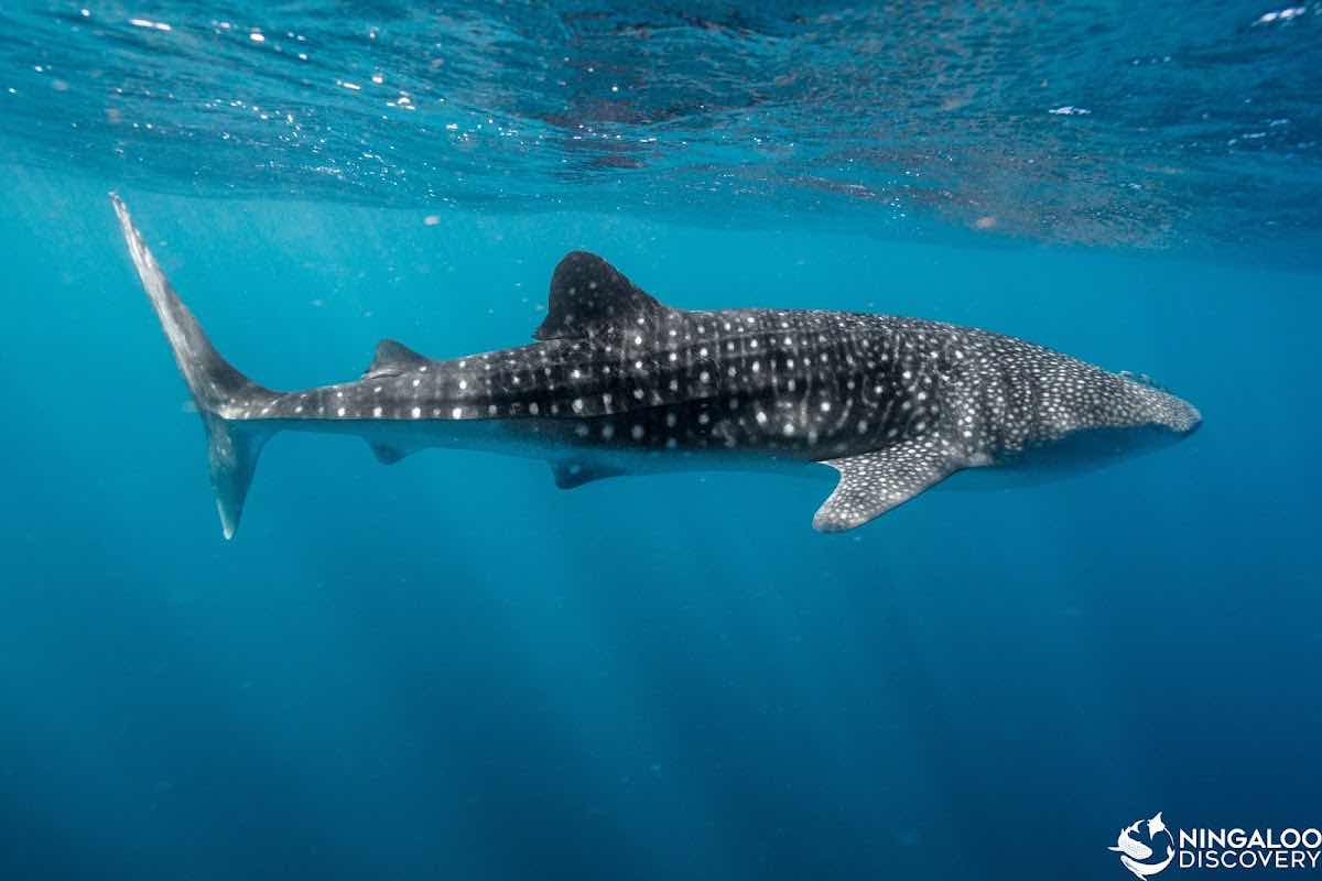 Ningaloo Whaleshark-N-Dive photo 7