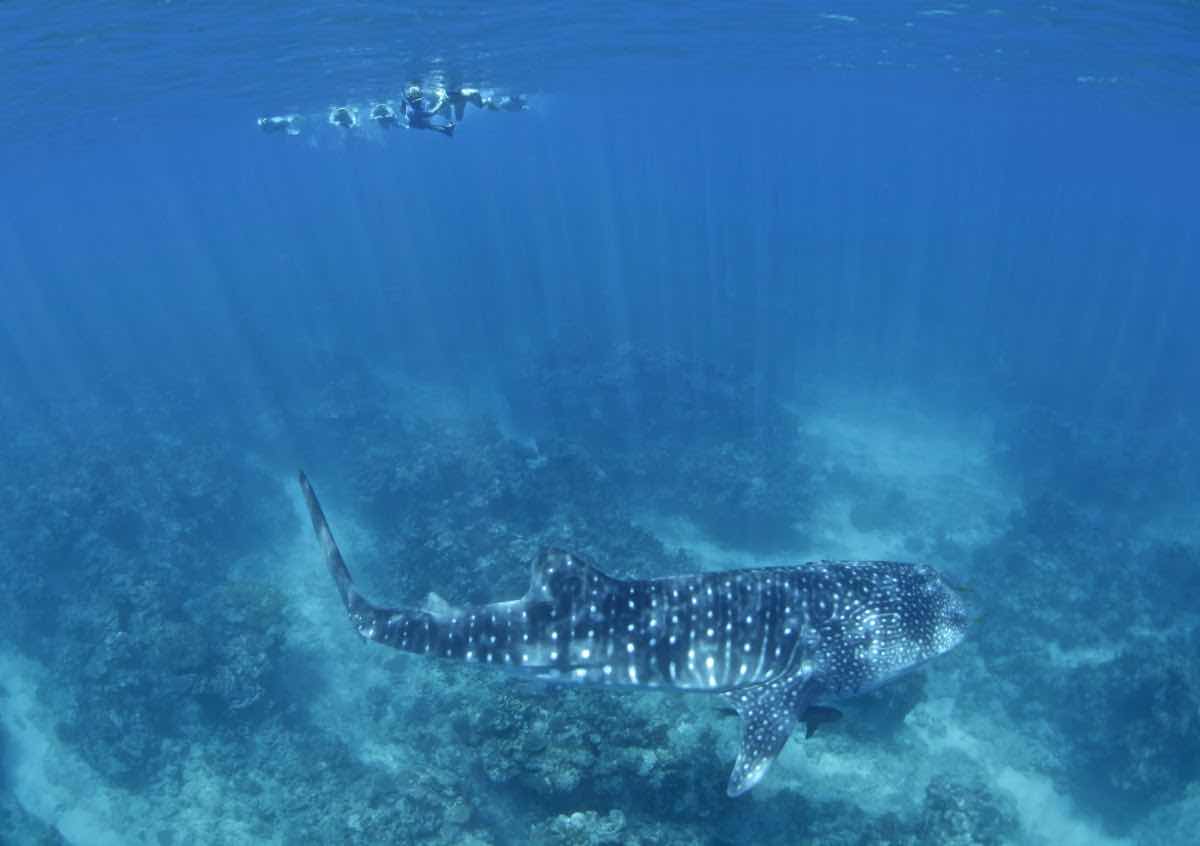Ningaloo Whaleshark-N-Dive photo 8