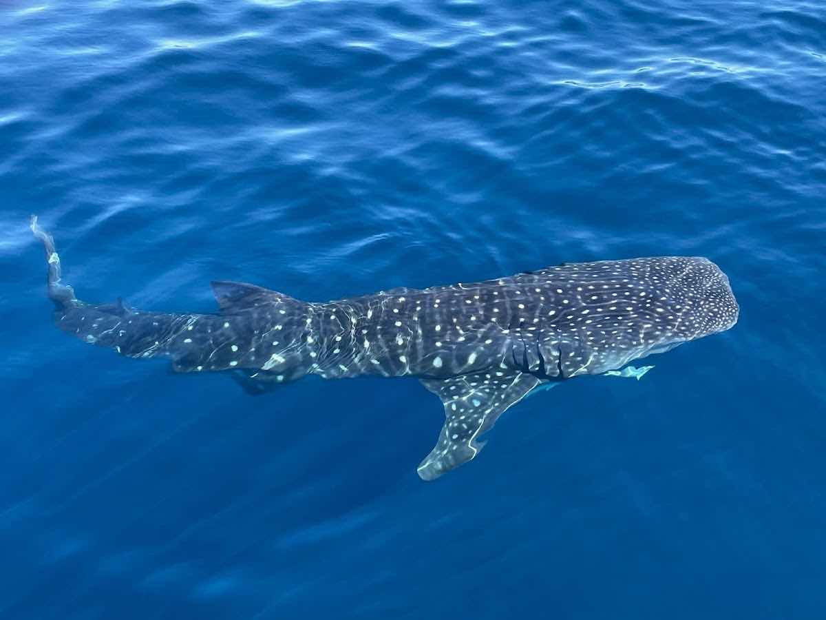 Ningaloo Whaleshark-N-Dive photo 10