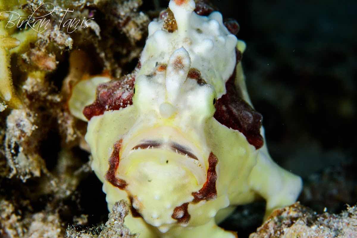 Gili Meno Divers photo 2