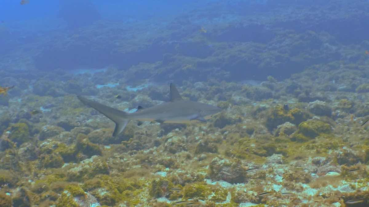 NORONHA DIVER photo 3