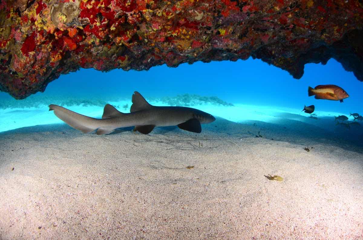 NORONHA DIVER photo 6