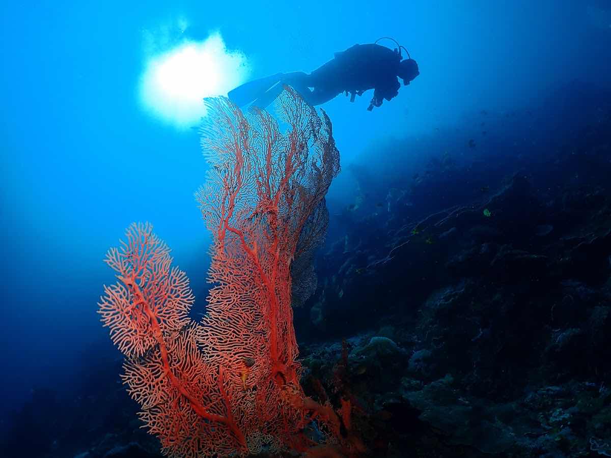 런디다이브 (Run.D Dive Resort) photo 1