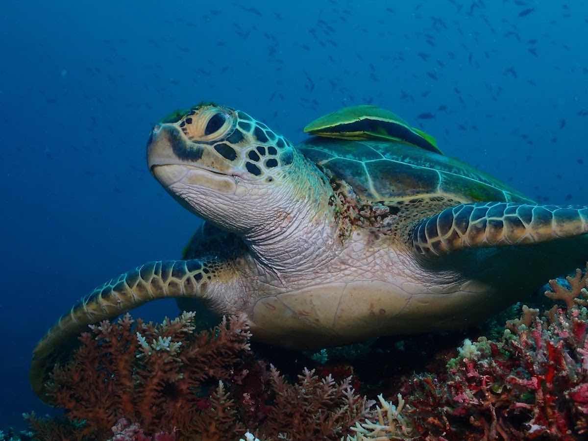 런디다이브 (Run.D Dive Resort) photo 2