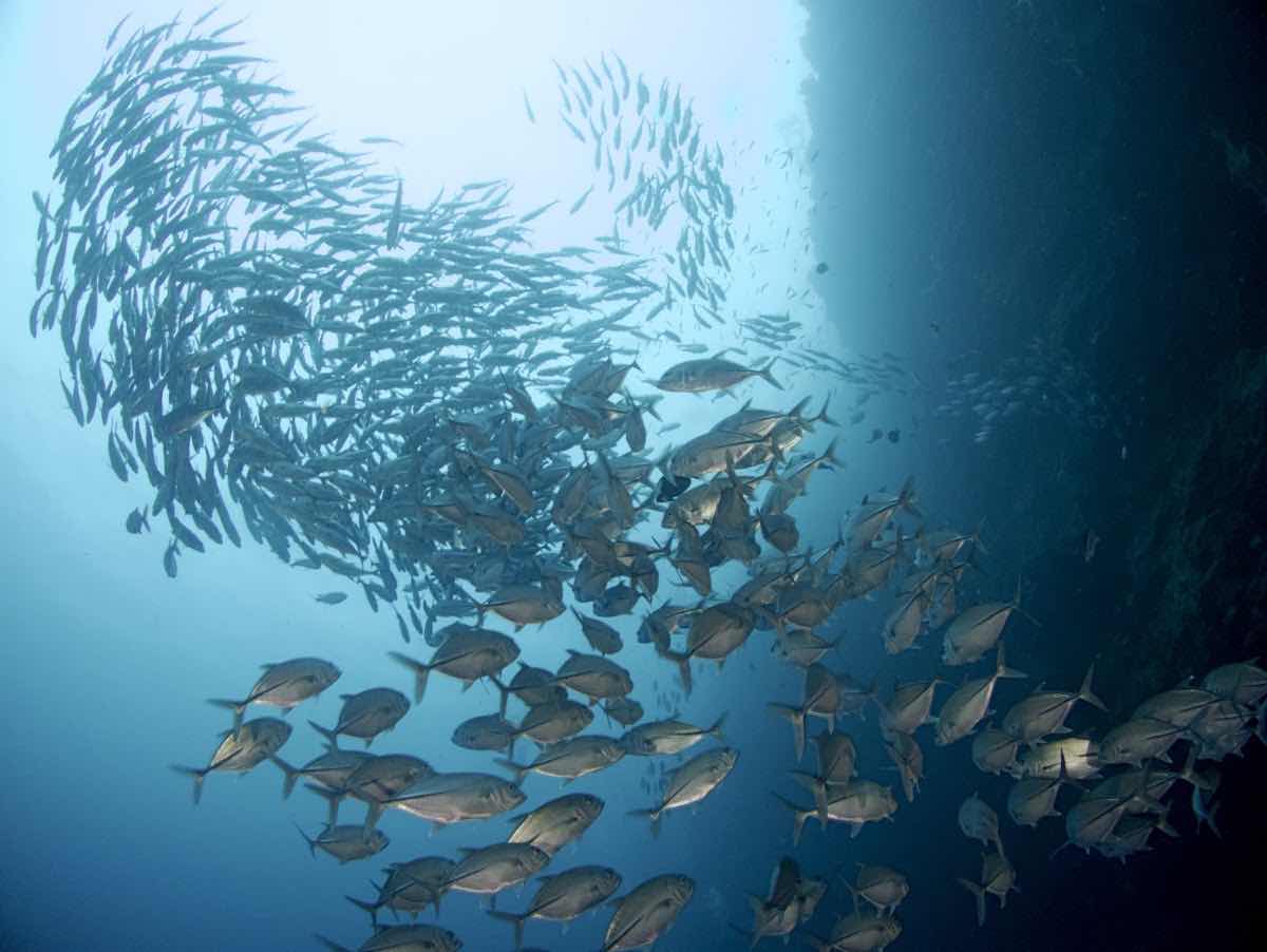 런디다이브 (Run.D Dive Resort) photo 4