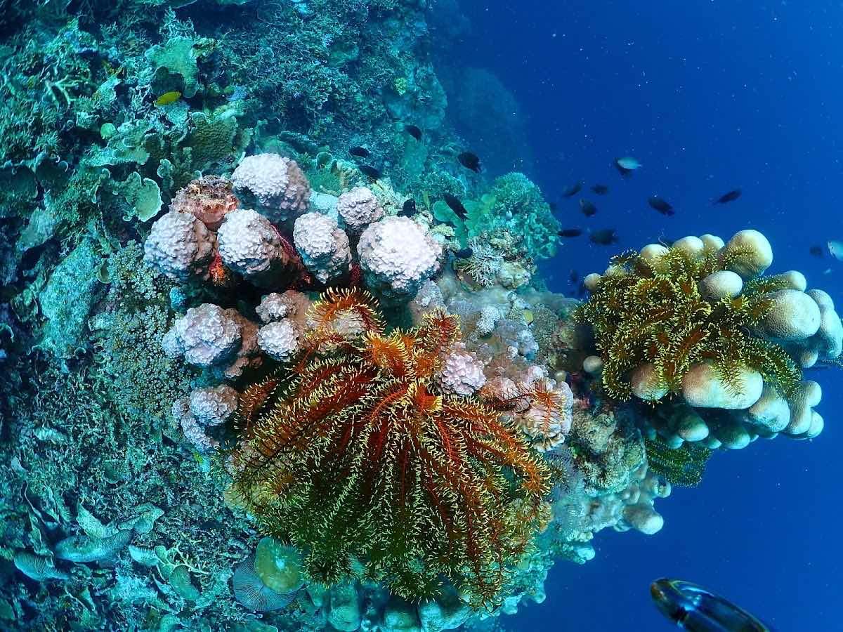 런디다이브 (Run.D Dive Resort) photo 7