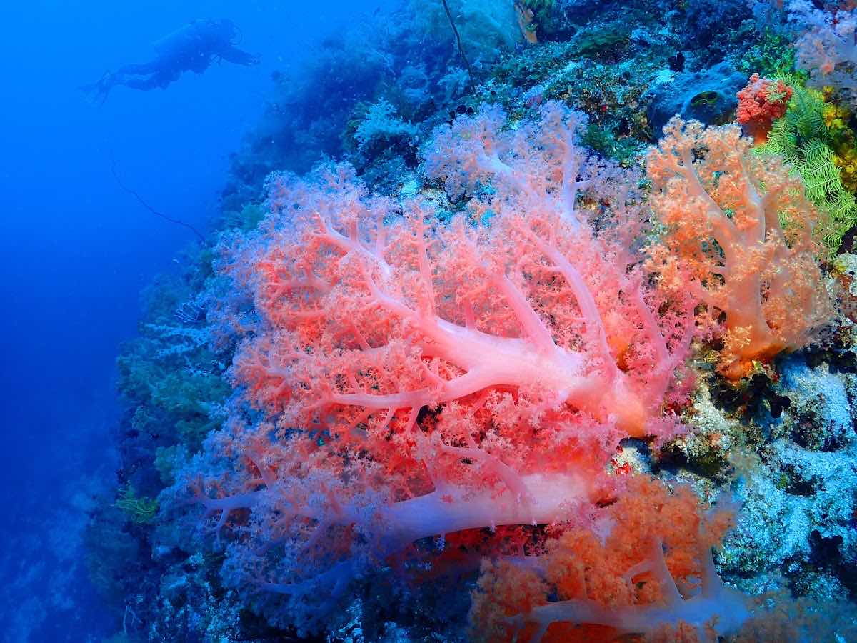 런디다이브 (Run.D Dive Resort) photo 8