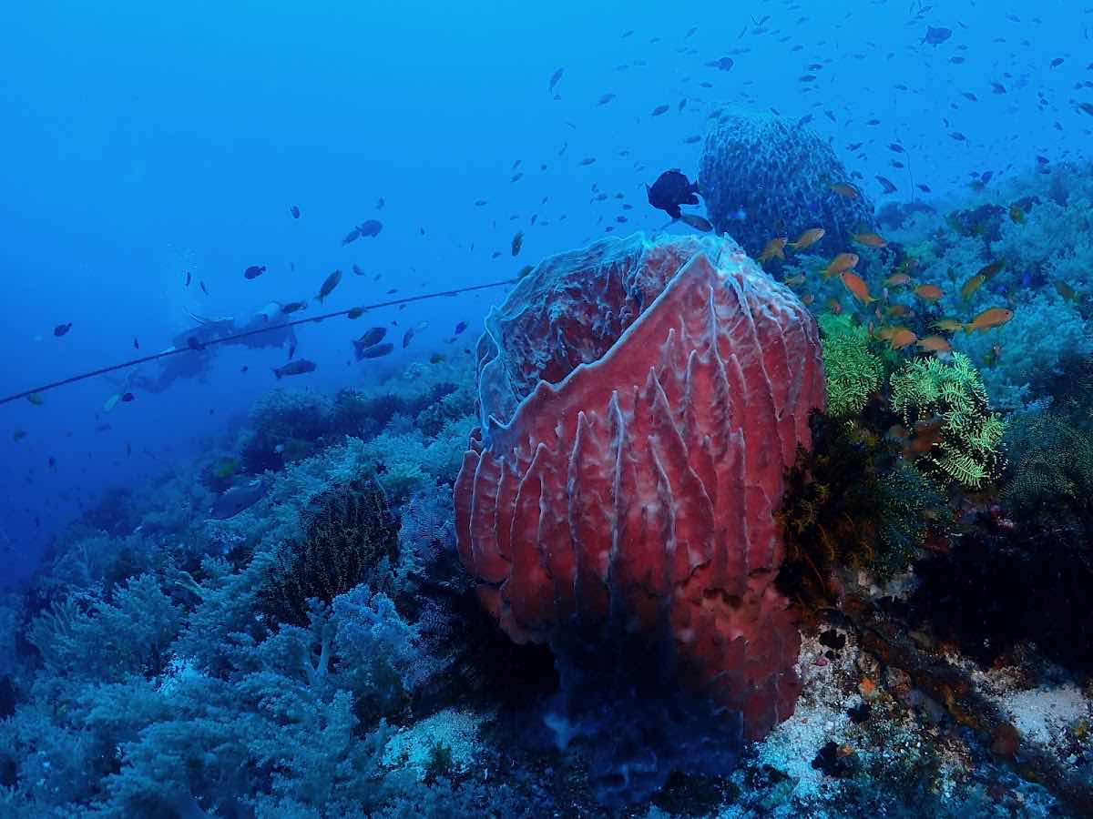 런디다이브 (Run.D Dive Resort) photo 9