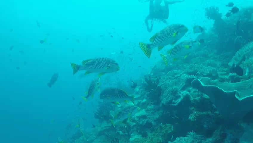 PRO Dive PNG photo 3