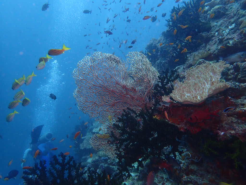 PRO Dive PNG photo 10