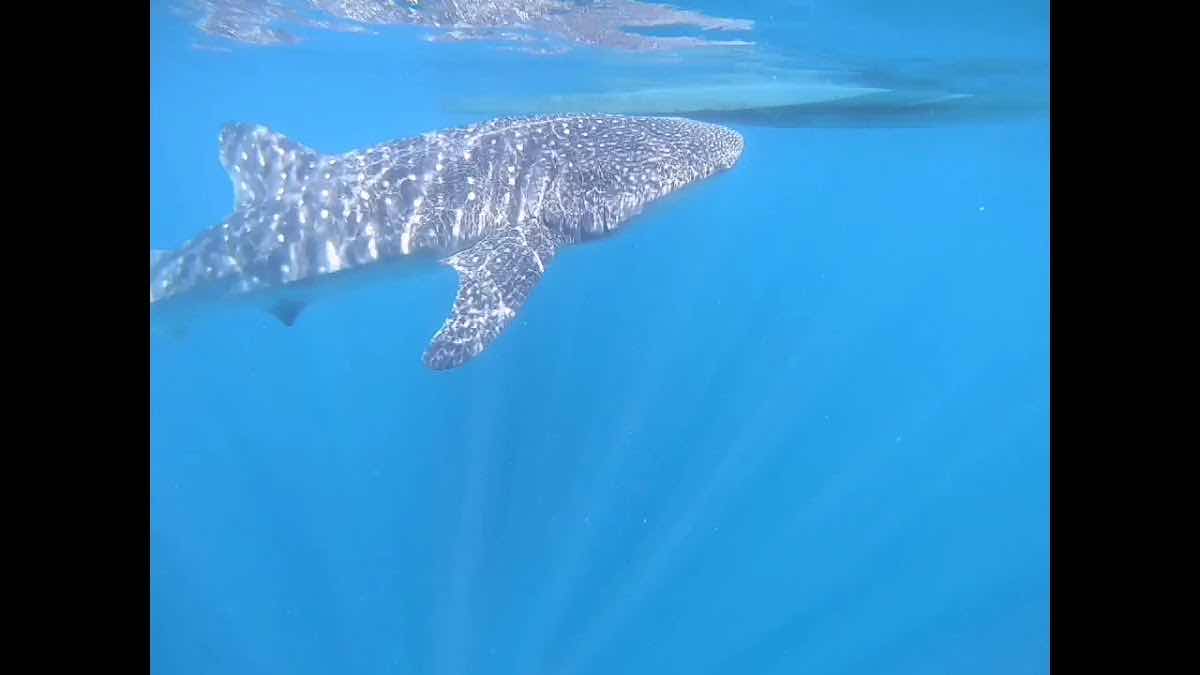 Diving Coiba photo 2