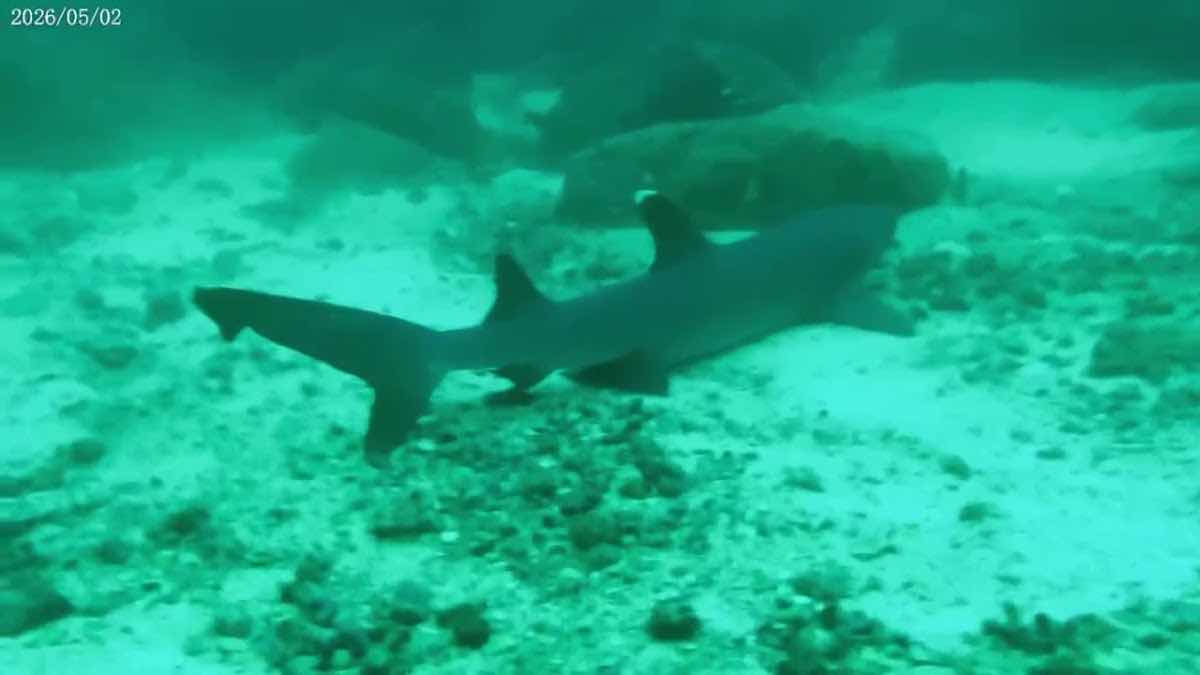 Diving Coiba photo 3