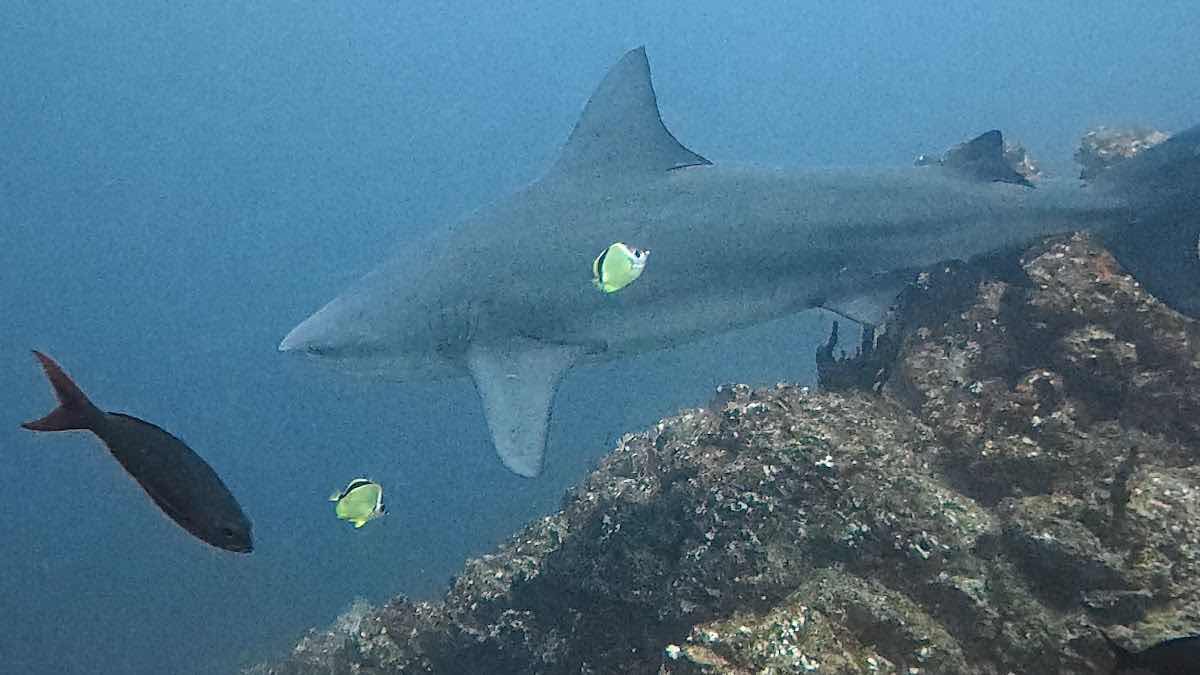 Diving Coiba photo 9