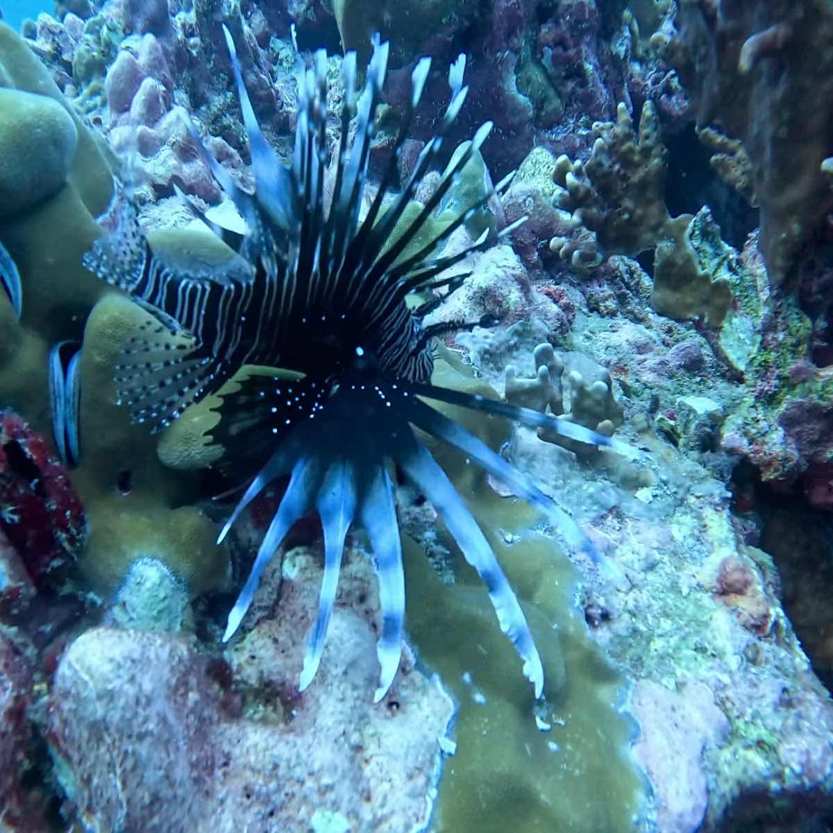 Diving Center in Phuket Дайвинг центр на Пхукете «Crazy Frog Diving» photo 10