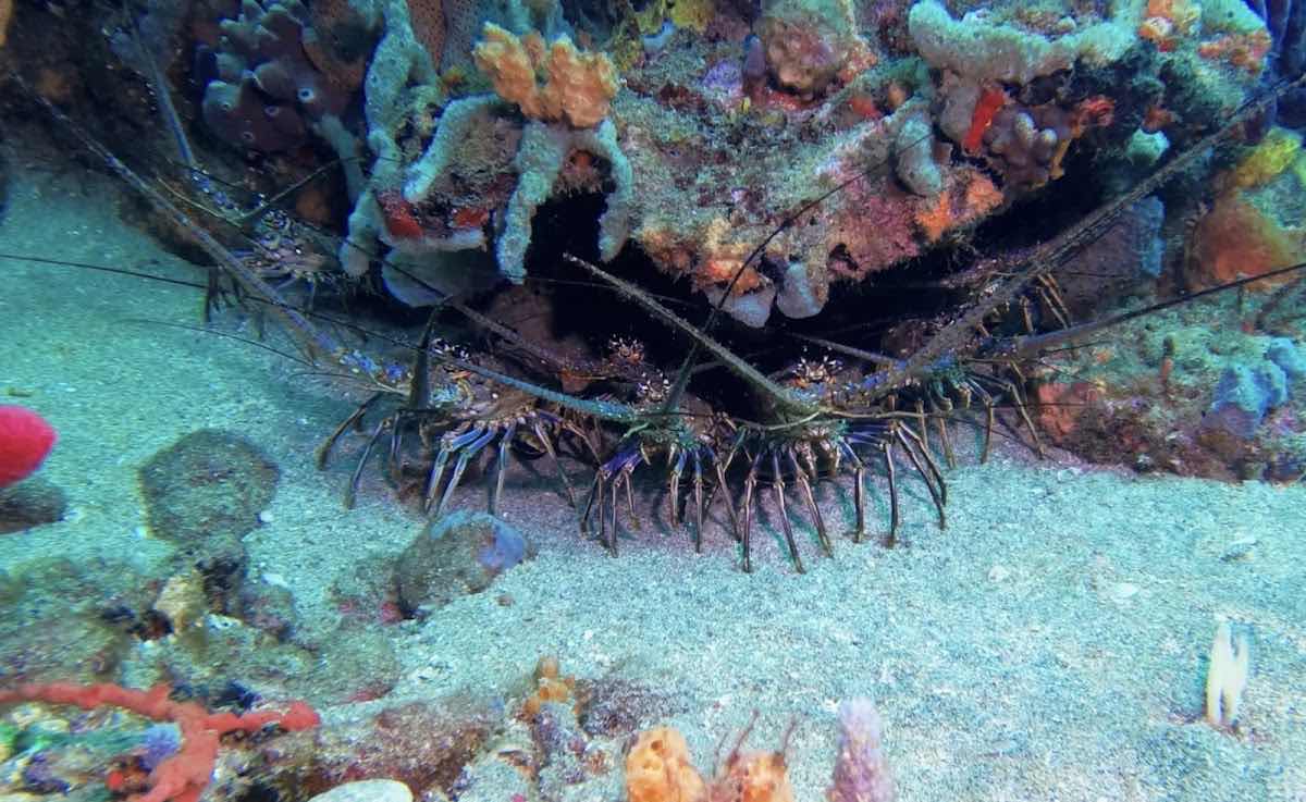 Serenity Dive Inc photo 9