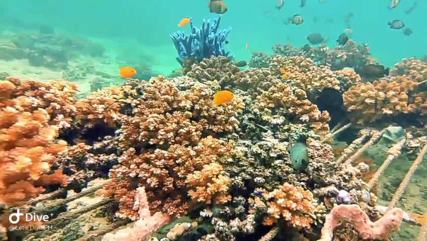 Let's Dive Palawan photo 4