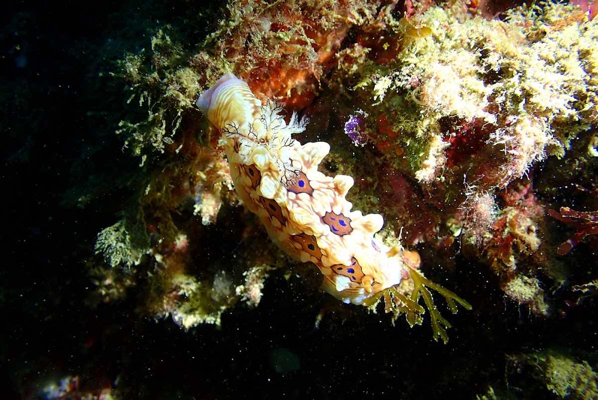 Paihia Dive photo 2
