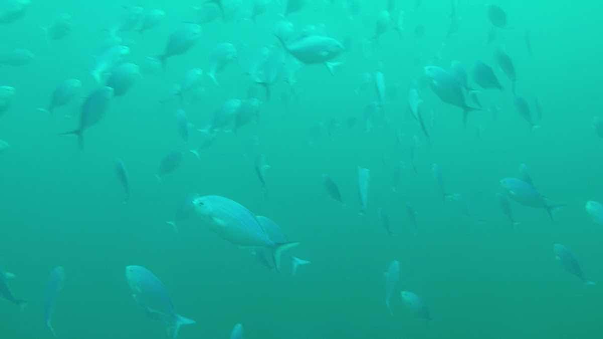 Paihia Dive photo 3