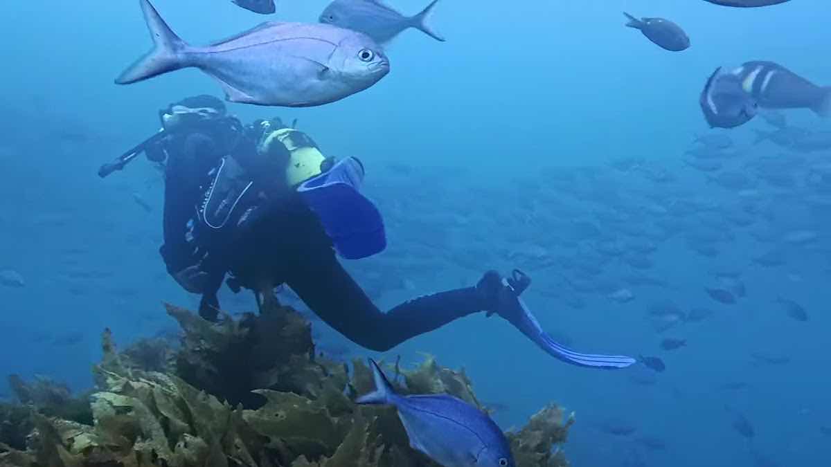 Paihia Dive photo 5