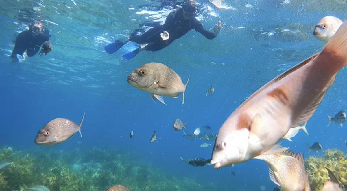 Paihia Dive photo 7