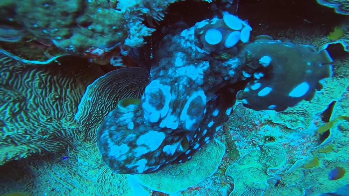 Red Sea Diving Academy photo 2
