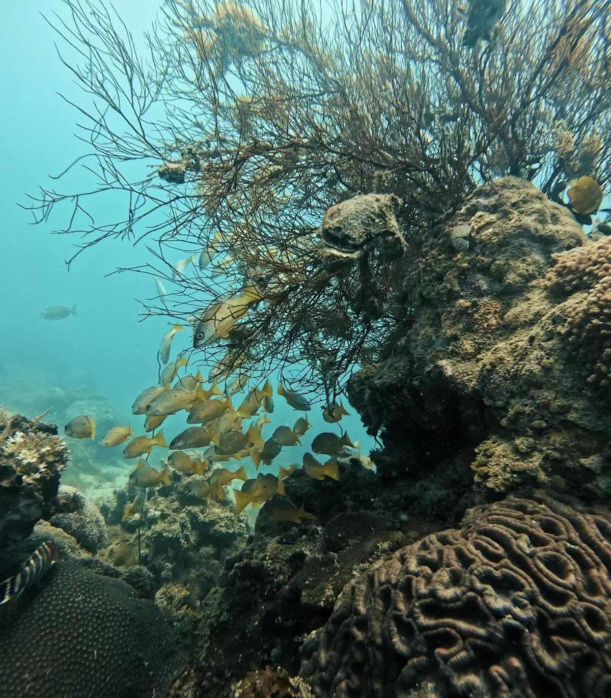 Aquadiving - Centre de plongée Nosy Be photo 3