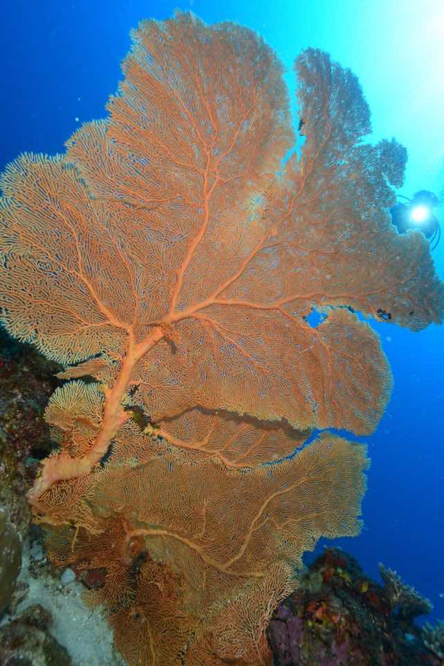Aquadiving - Centre de plongée Nosy Be photo 9