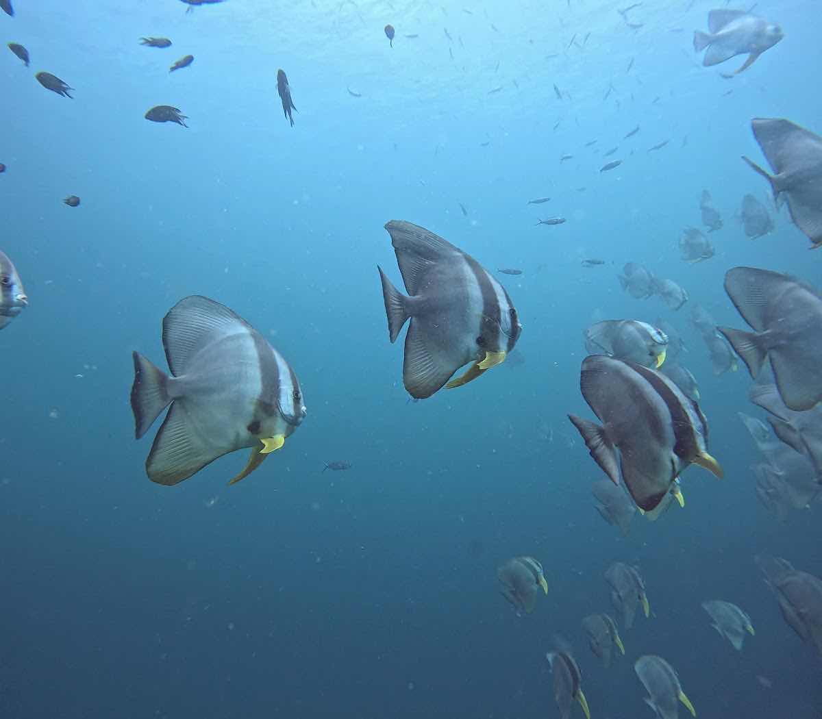 Thai Ocean Academy Koh Chang : Scuba Dive Koh Chang photo 2