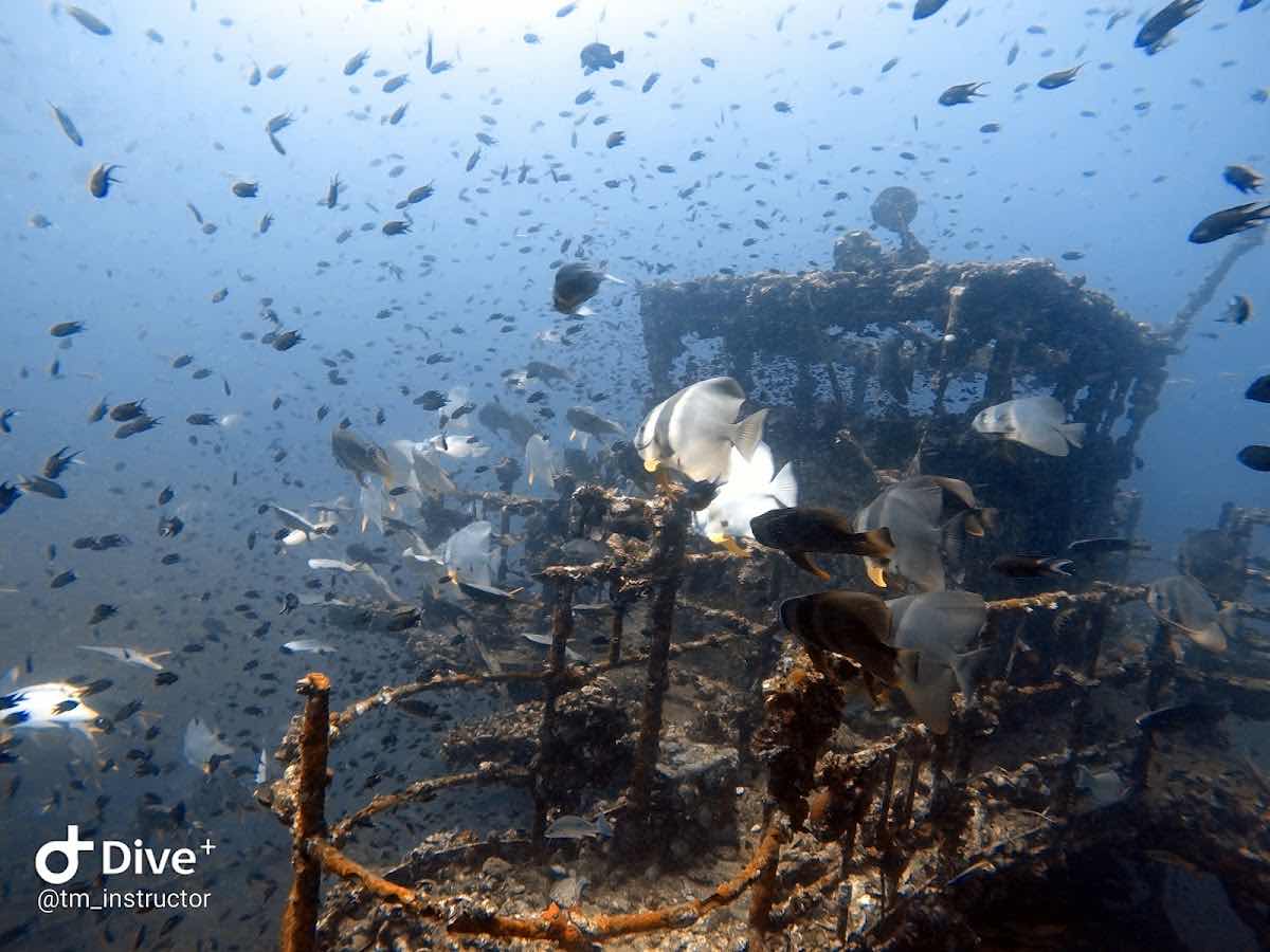Thai Ocean Academy Koh Chang : Scuba Dive Koh Chang photo 6