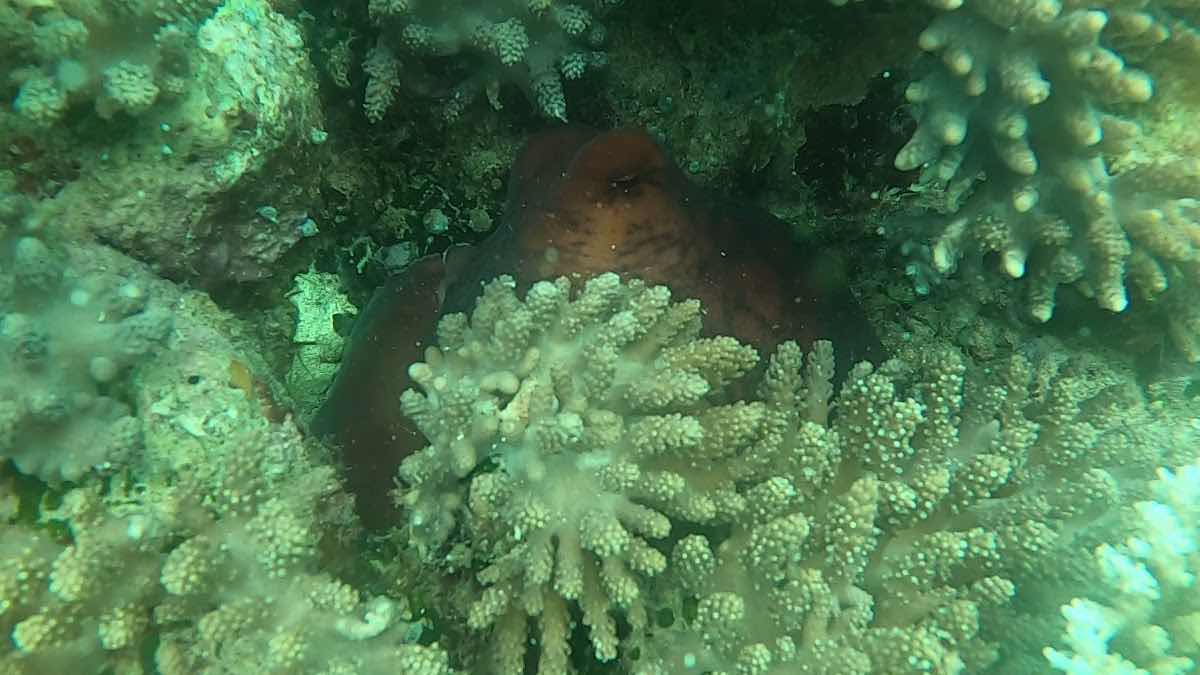 Hippocampe Plongée photo 2