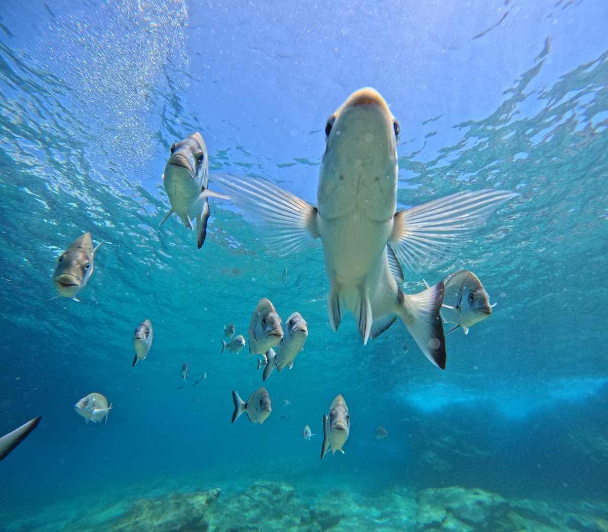 Aşkın Diving photo 2