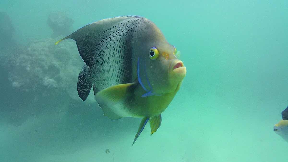 Papamanyota Diving KENYA-PADI 5 STAR Center photo 2