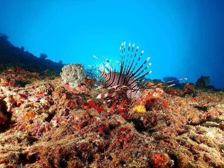 Papamanyota Diving KENYA-PADI 5 STAR Center photo 9