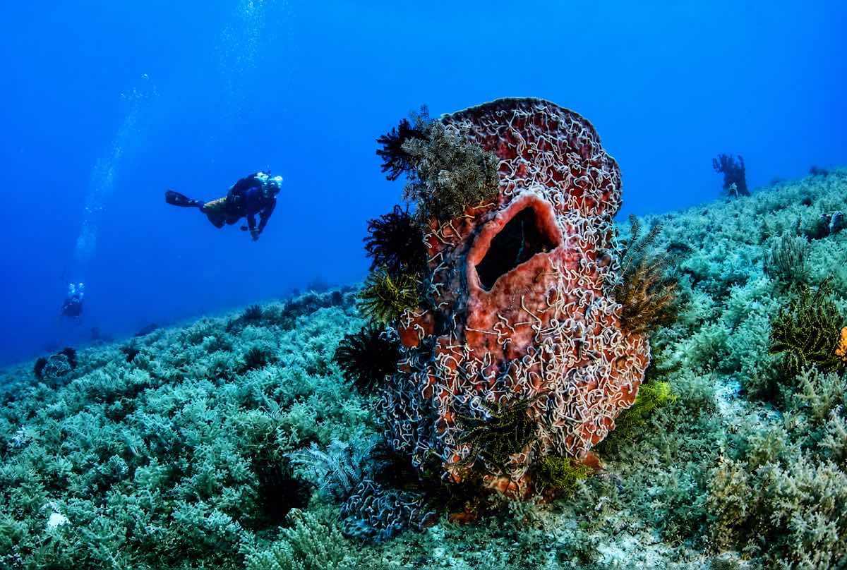 OCEANUS DIVE (오션어스 다이브) photo 2