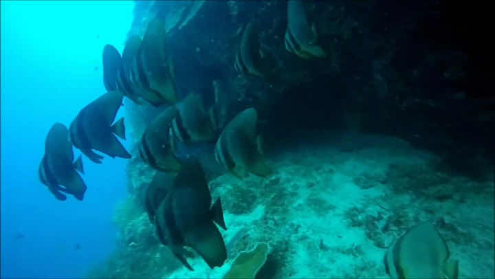 OCEANUS DIVE (오션어스 다이브) photo 3