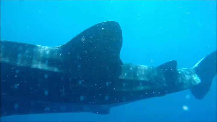 OCEANUS DIVE (오션어스 다이브) photo 10