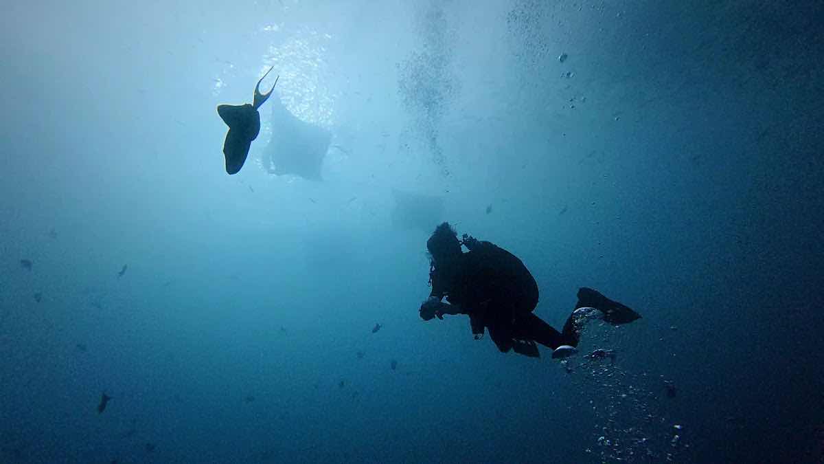 PALAU ESCAPE photo 3