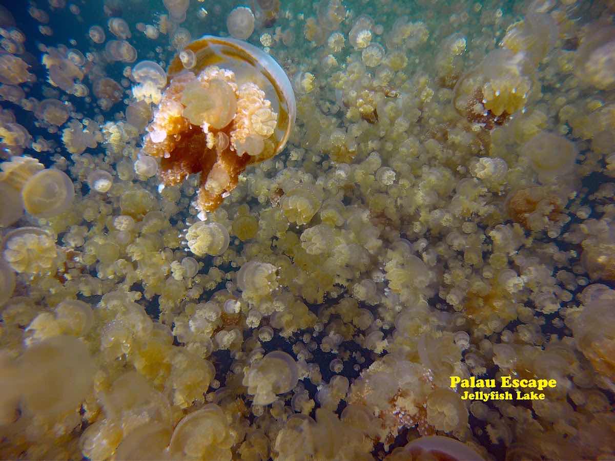PALAU ESCAPE photo 5