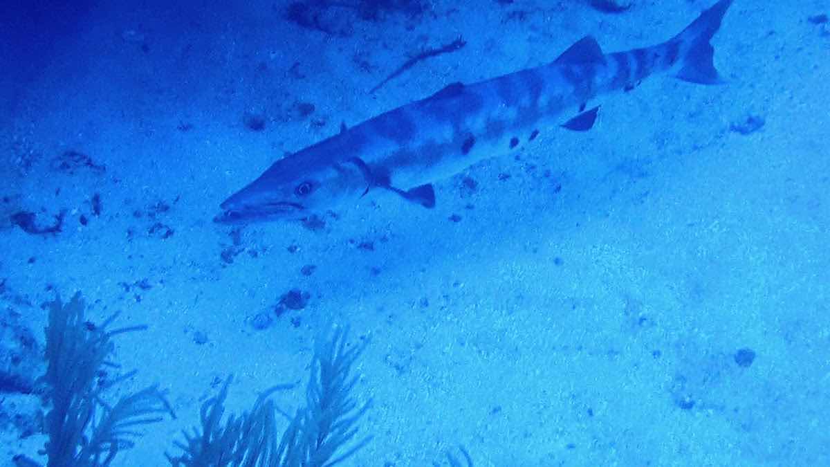 Leisure Boutique Divers photo 3